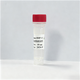 重組人骨形態發生蛋白-4