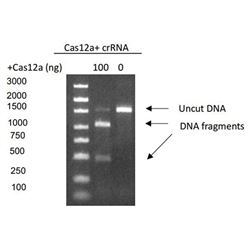 Z03502GenCRISPR™ Cas12a (Cpf1) Nuclease