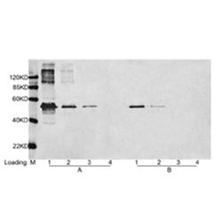 A00187THE™ DYKDDDDK Tag Antibody, mAb, Mouse
