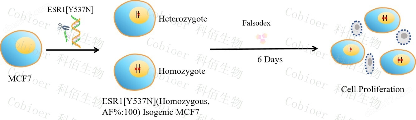 ESR1Y537N(Homozygous,AF%:100) Isogenic MCF7