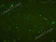 小鼠肝竇內(nèi)皮細(xì)胞