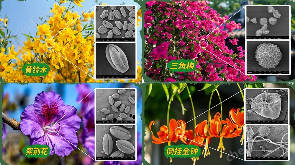 能譜分析形貌觀察掃描電鏡
