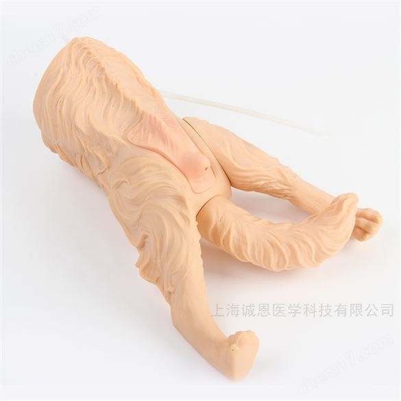 母犬導(dǎo)尿模型