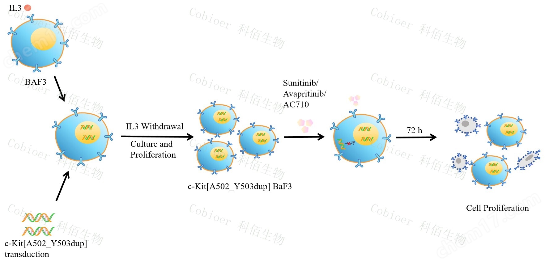 原理-73296.jpg c-Kit A502_Y503dup/BaF3