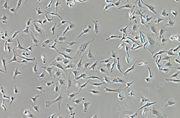 尼康生物顯微鏡CI-L十一月介紹