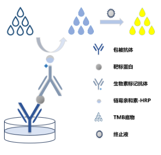 mlbio酶聯(lián)生物 2025年授權(quán)代理-上海起發(fā)