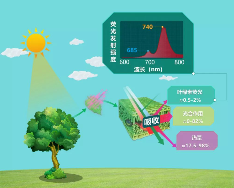 日光诱导叶绿素荧光，助力土壤盐渍化早期预警