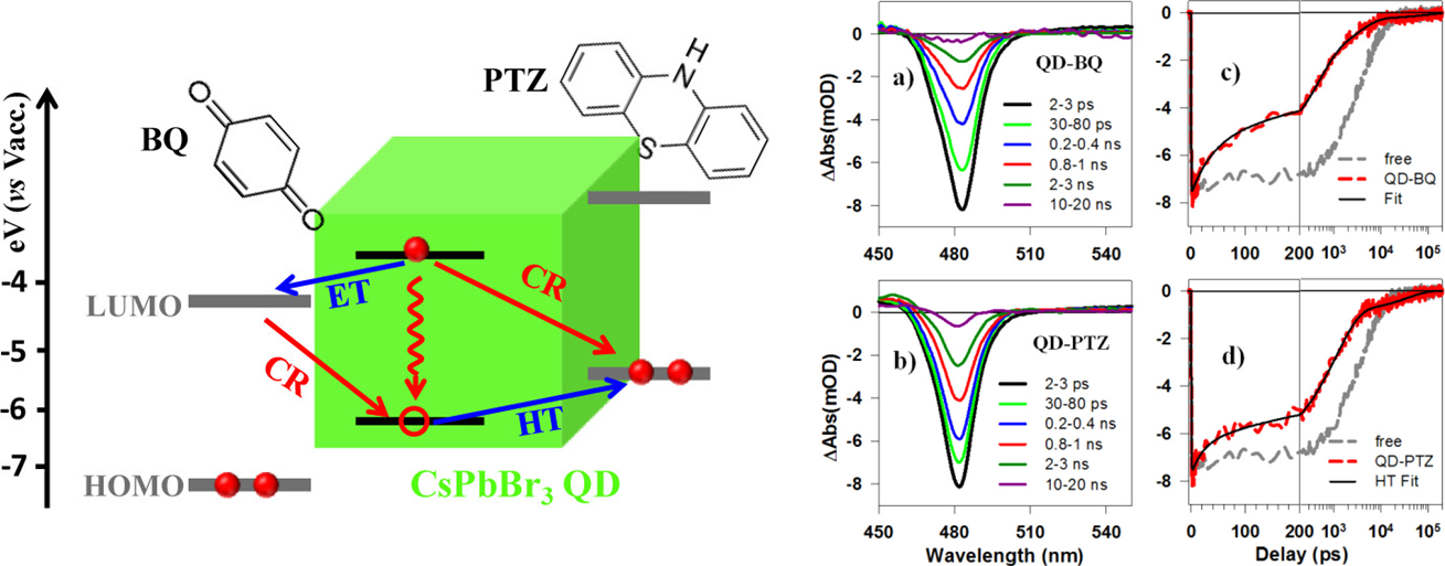 Excipolar Spinon_瞬态吸收光谱应用