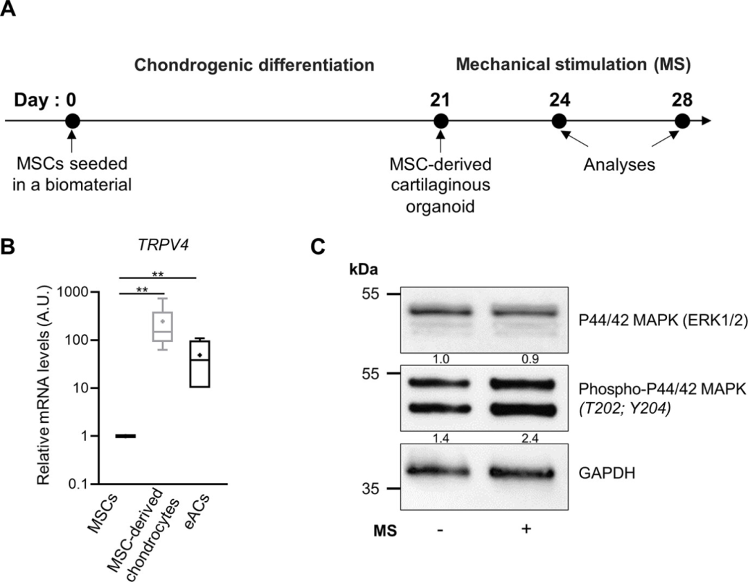 机械刺激马源骨髓间充质基质细胞体外软骨模型可触发骨关节炎特征