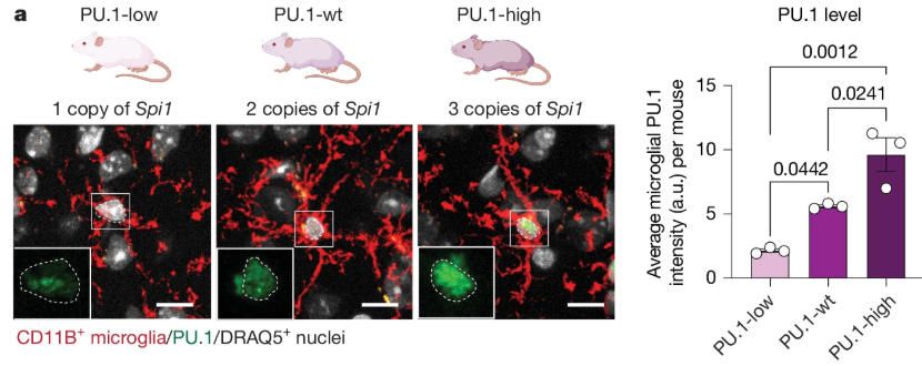 《Nature》:小膠質細胞的功能取決于轉錄因子PU.1的表達水平