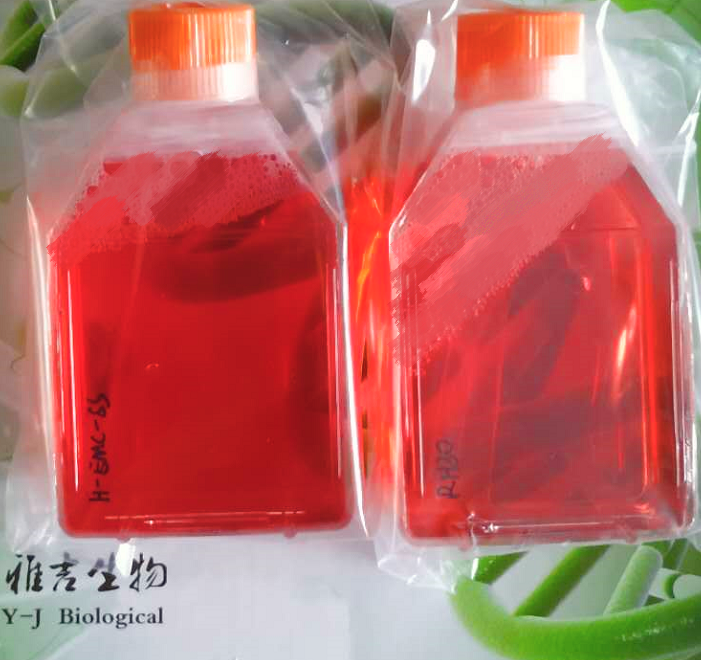 連接企業(yè)與全球市場的認(rèn)證橋梁——ATCC細(xì)胞