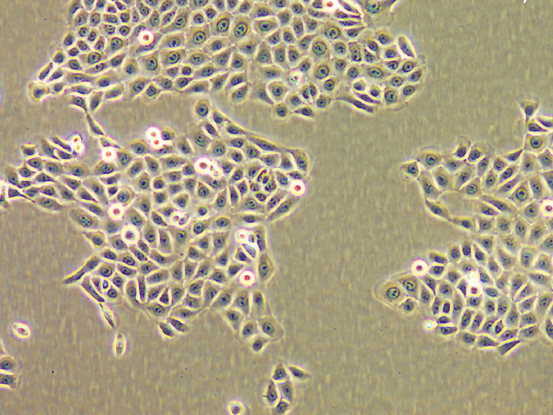 image.png LONZA原代人表皮角质形成细胞NHEK, Human Epidermal Keratinocytes产品介绍