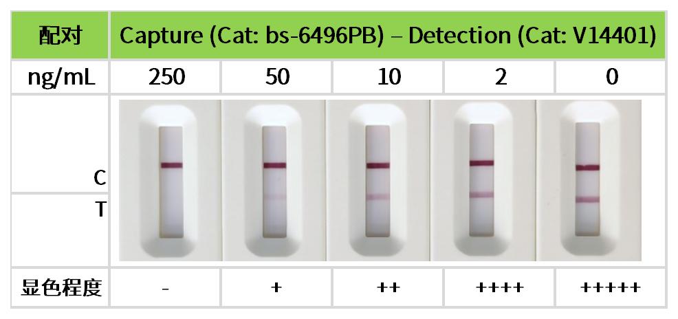 工作簿1_17.jpg 重點推薦 | 藥物小分子檢測相關配對抗體!