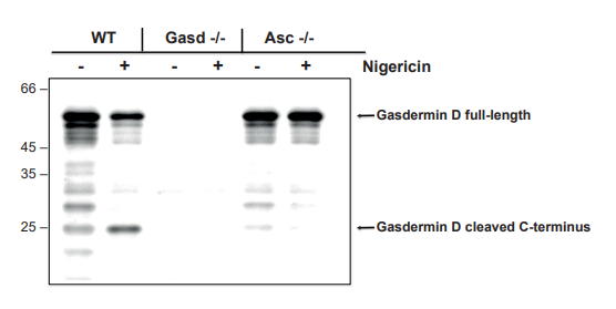 炎症小体研究：从固有免疫到适应性免疫-AdipoGen生命科学公司