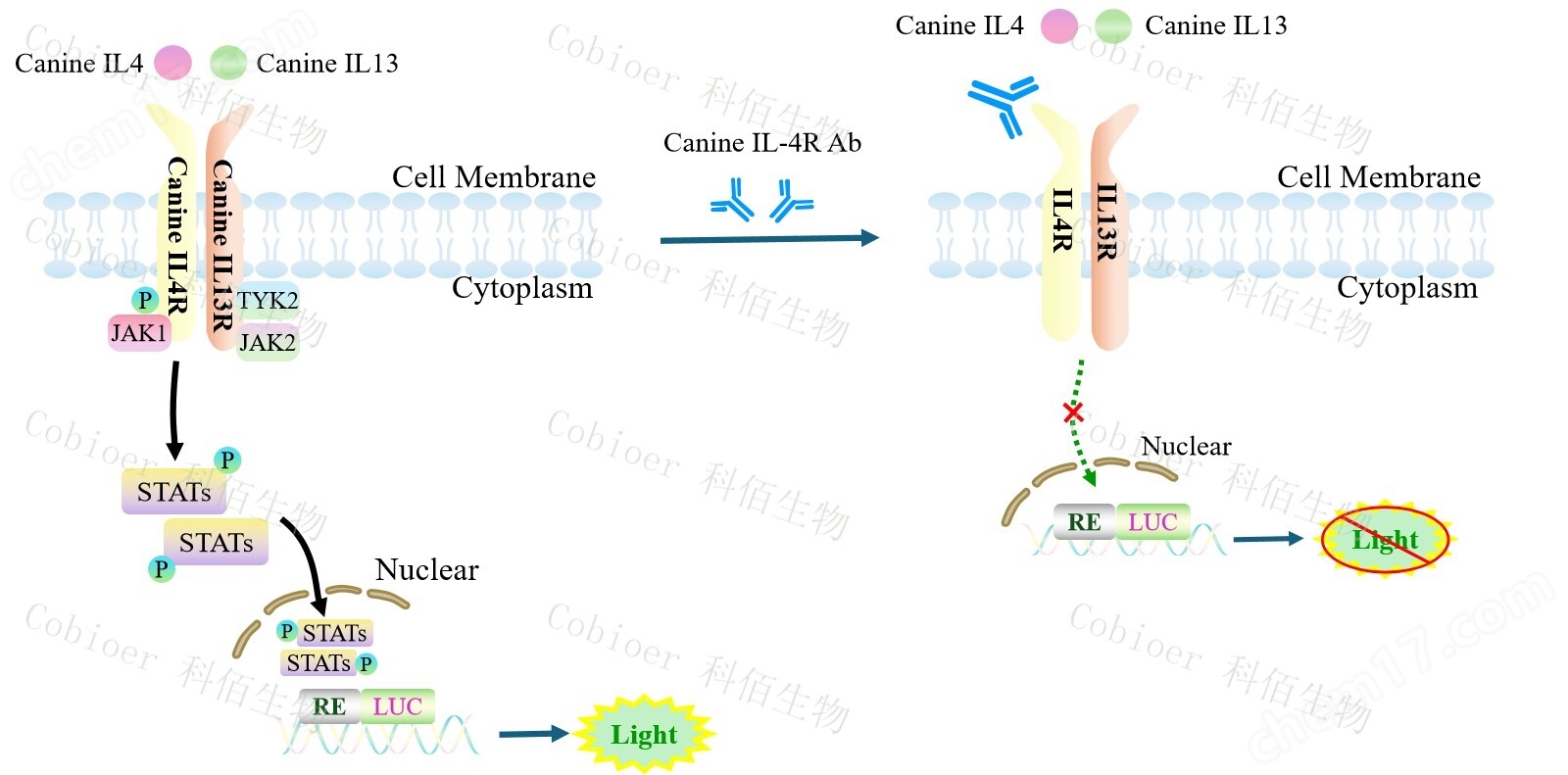 原理-74462.jpg Canine IL4/IL13 Dual Effector Reporter Cell