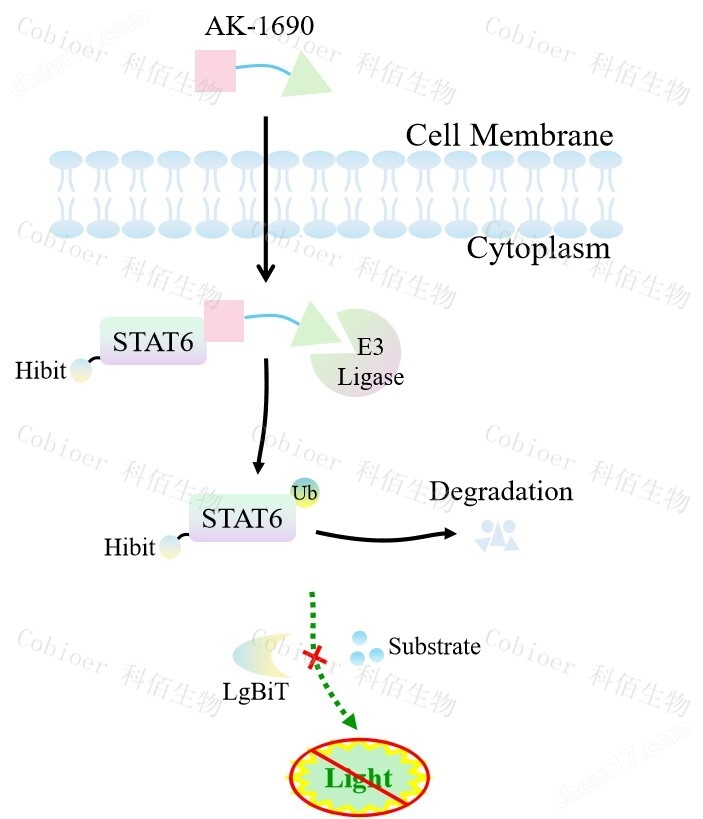 原理-74461.jpg STAT6-HiBiT KI A549