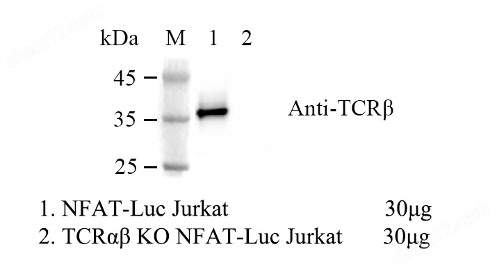 WB-74467-2.jpg TCRαβ KO NFAT-Luc Jurkat