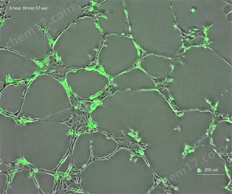 長時間培養箱內熒光觀察細胞動態變化系統