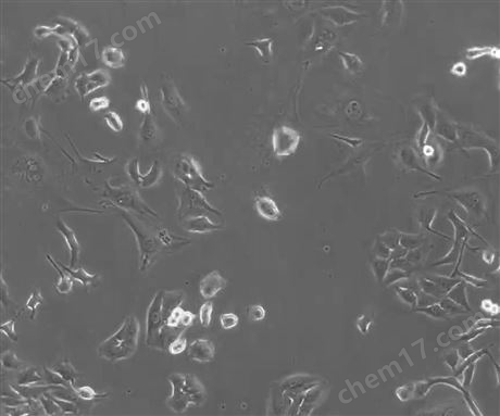 長時間培養箱內熒光觀察細胞動態變化系統