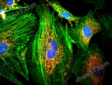 長時間培養箱內熒光觀察細胞動態變化系統