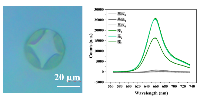 共聚焦显微稳态瞬态荧光光谱系统
