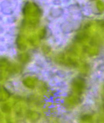 共聚焦显微稳态瞬态荧光光谱系统