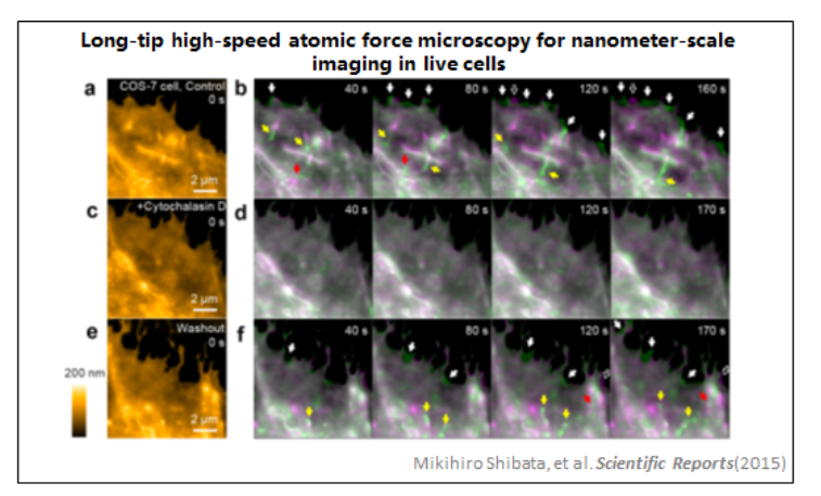 超高速視頻級原子力顯微鏡—HS-AFM
